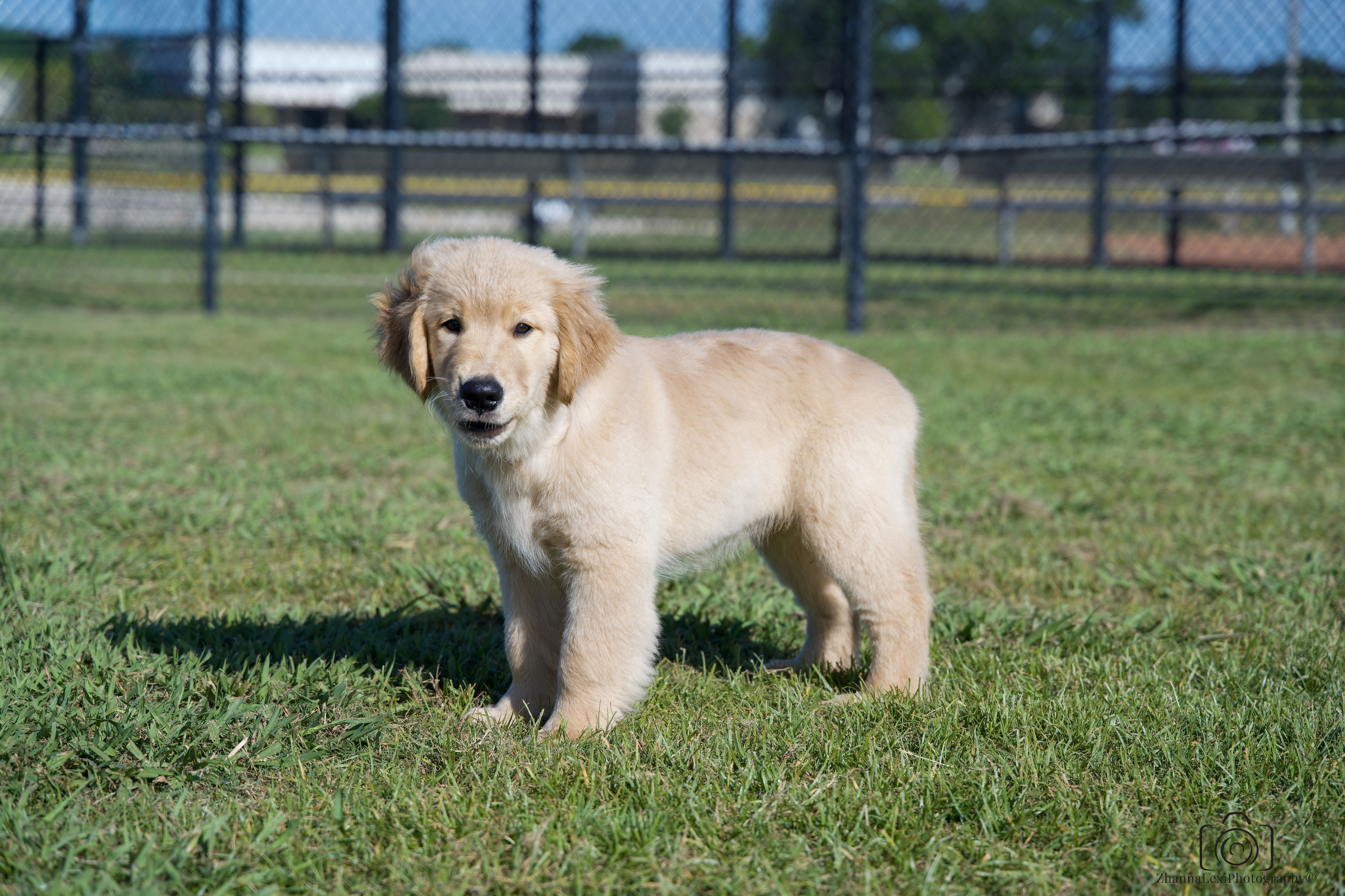 Cola, a Galvan Golden Retriever