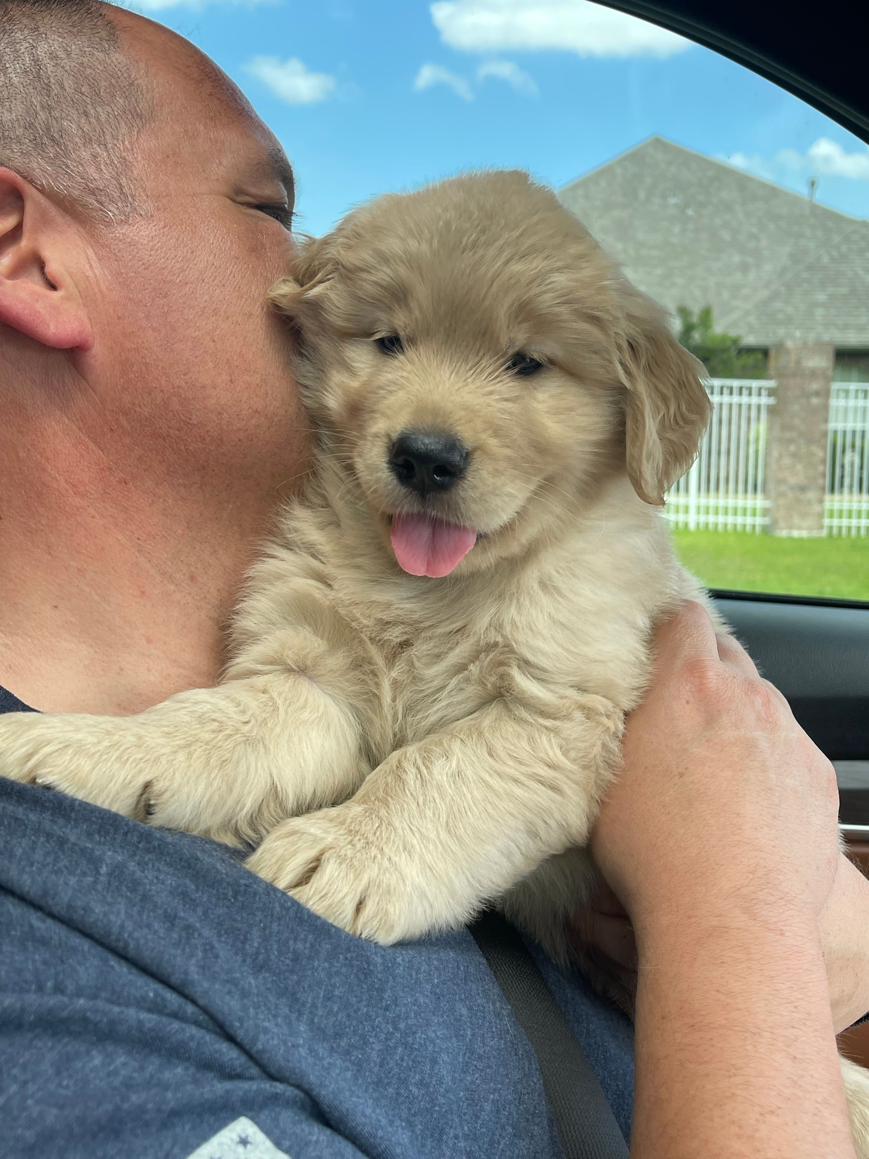 Galvan Goldens, at home