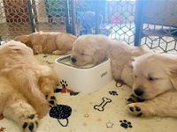 Galvan Goldens