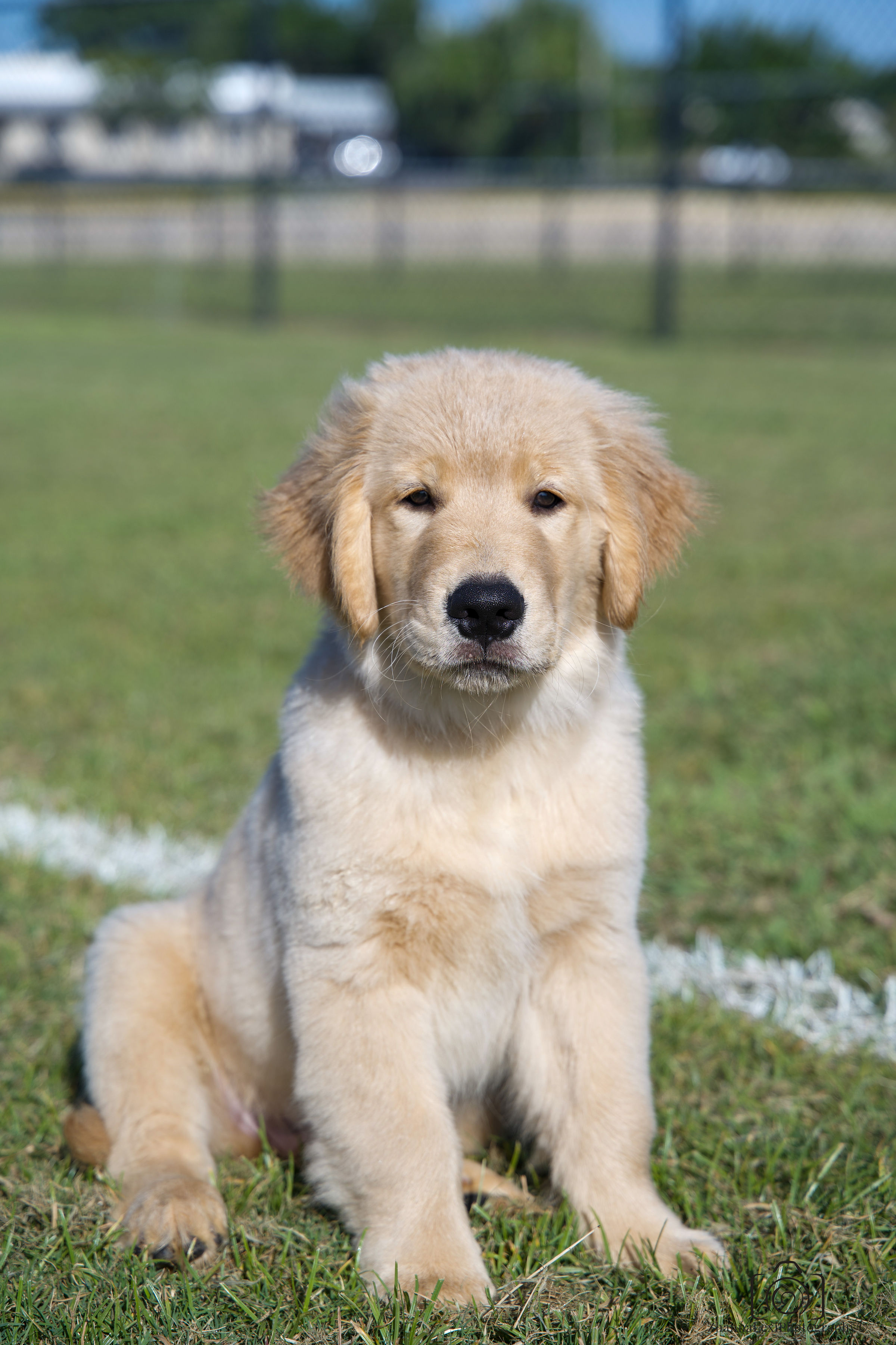 Classic, a Galvan Golden Retriever