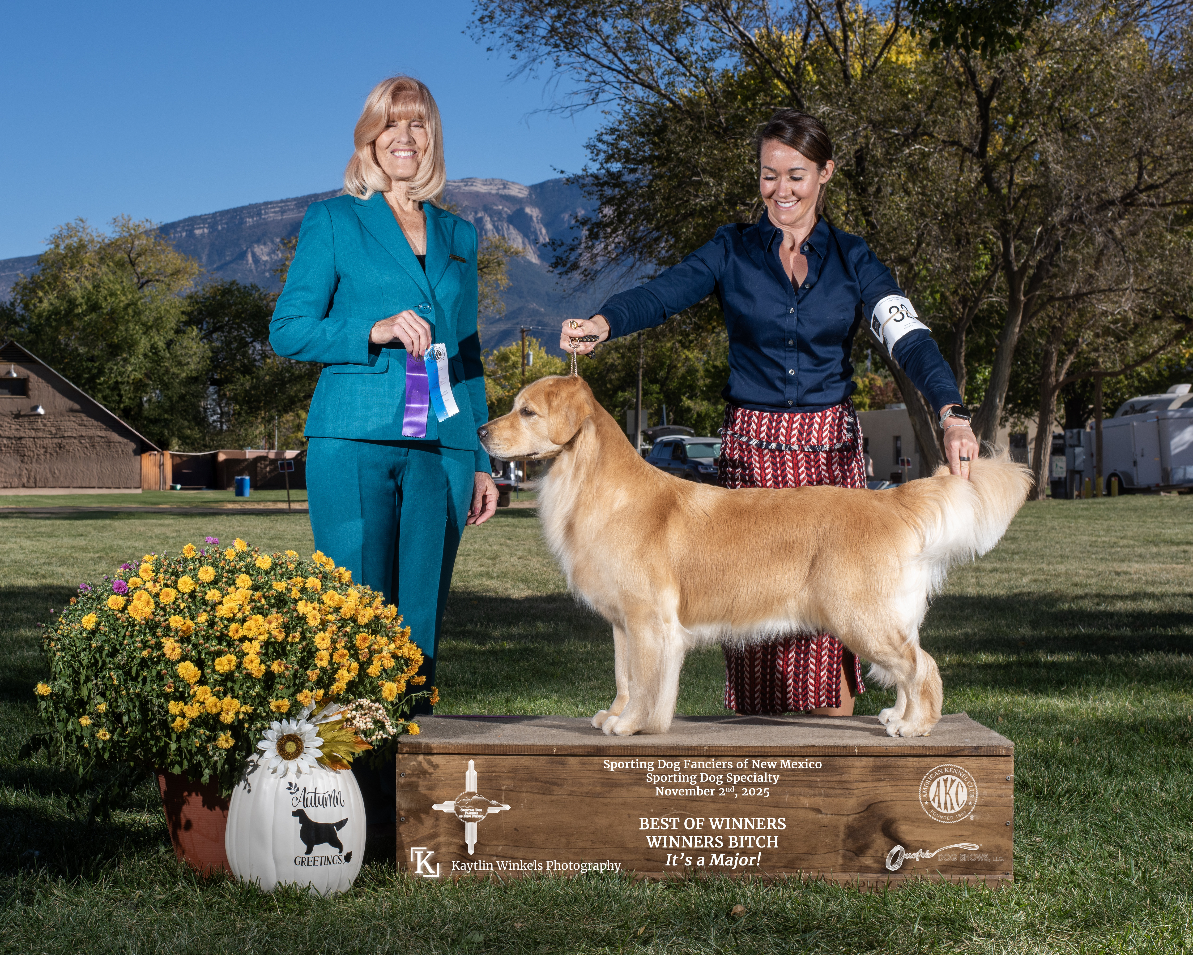 Spark, a Galvan Golden Retriever