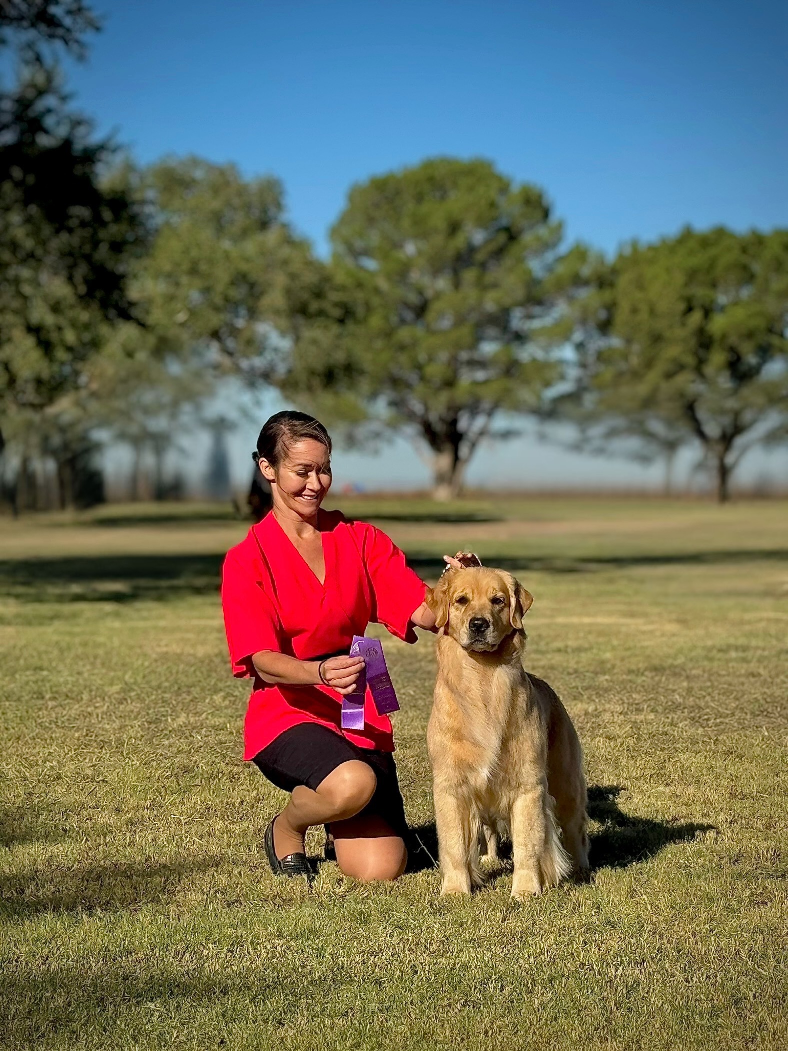 Spark, a Galvan Golden Retriever